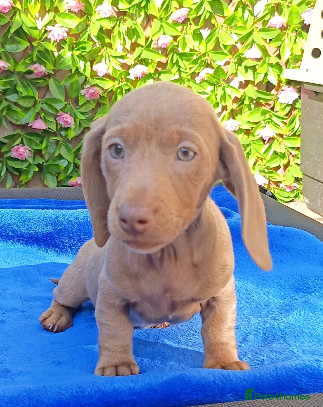 Miniature Dachshund dogs KC Reg PRA Clear mini solid colours  - Advert 2