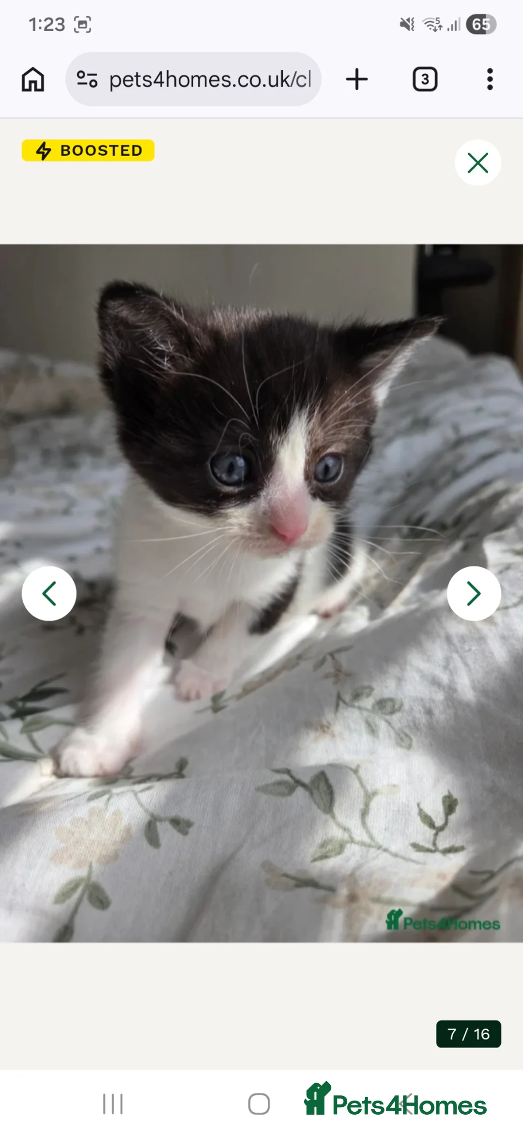 Mixed Breed cats for sale: 💜😻Ragdoll x Scottish straight kittens ❤️ - Advert 2