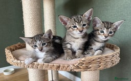 Siamese cats for sale: Siamese-Tabby Mix Kittens Available from 17th Sept - Image 5