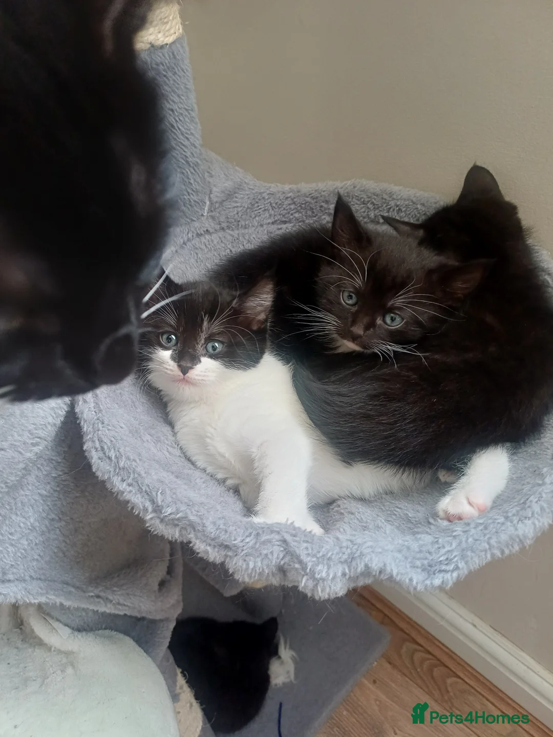 Mixed Breed cats for sale: Lovely kittens  - Advert 7