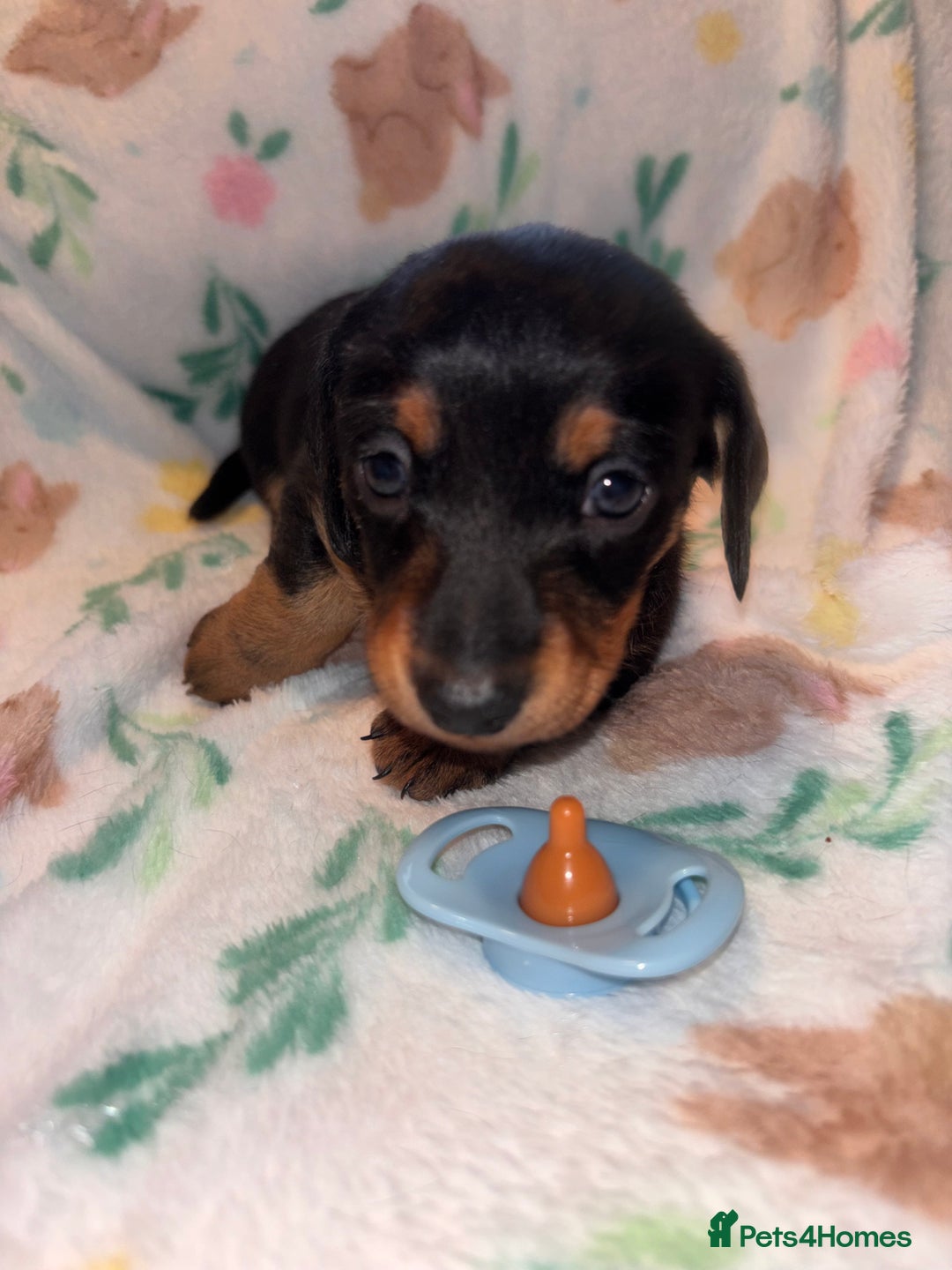 Miniature Dachshund dogs for sale: Dreamy miniature dachshunds  - Advert 22