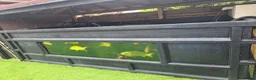 Koi Carp fish for sale: Full pond setup for sale - Advert 4