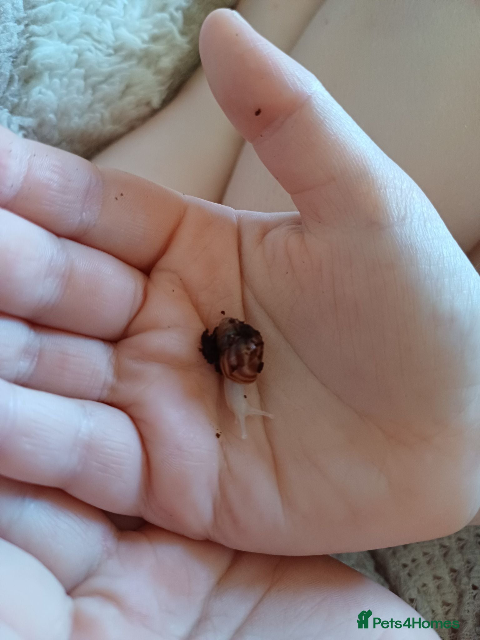 Snails invertebrates Giant african land snails  - Advert 5