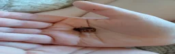 Snails invertebrates for sale: Giant african land snails  in Dover - Advert 1
