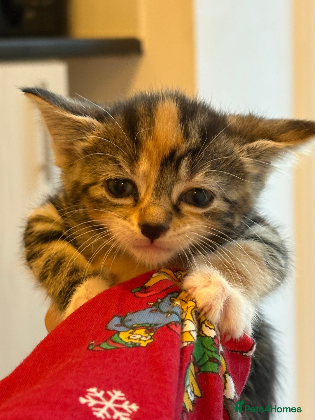 Domestic Shorthair cats for sale: Kittens looking for forever home.  - Image 10
