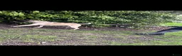 Turkish Kangal dogs for sale: Turkish kangal male big guard dog  - Advert 3