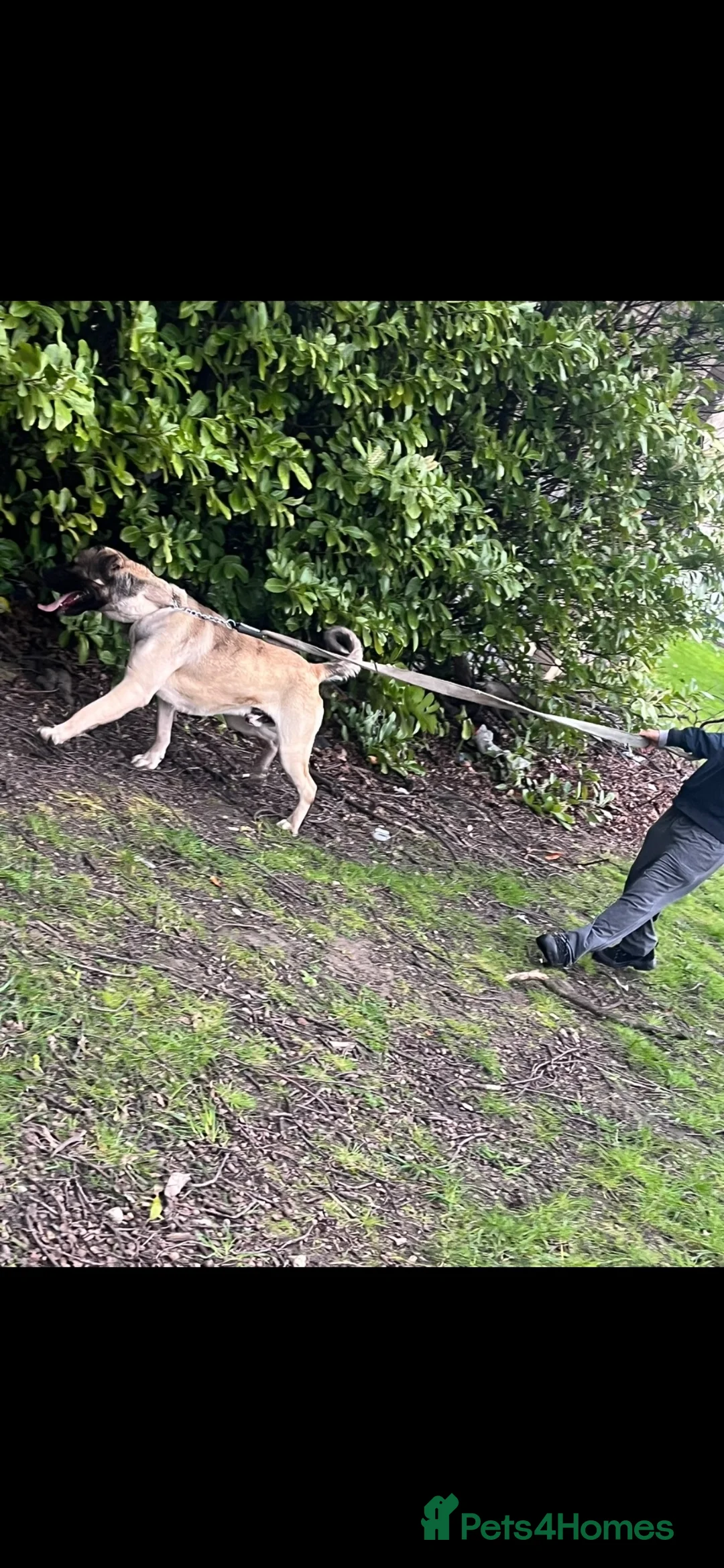 Turkish Kangal dogs for sale: Turkish kangal male big guard dog  - Advert 3