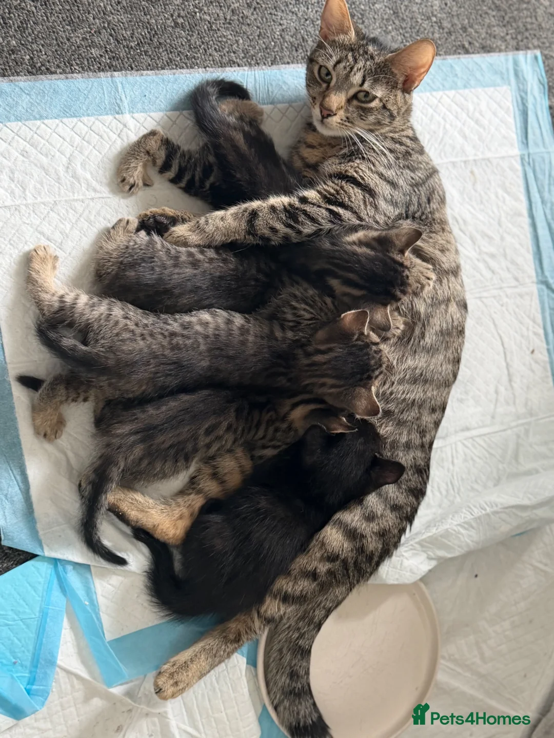 British Shorthair cats for sale: Kittens  - Advert 2