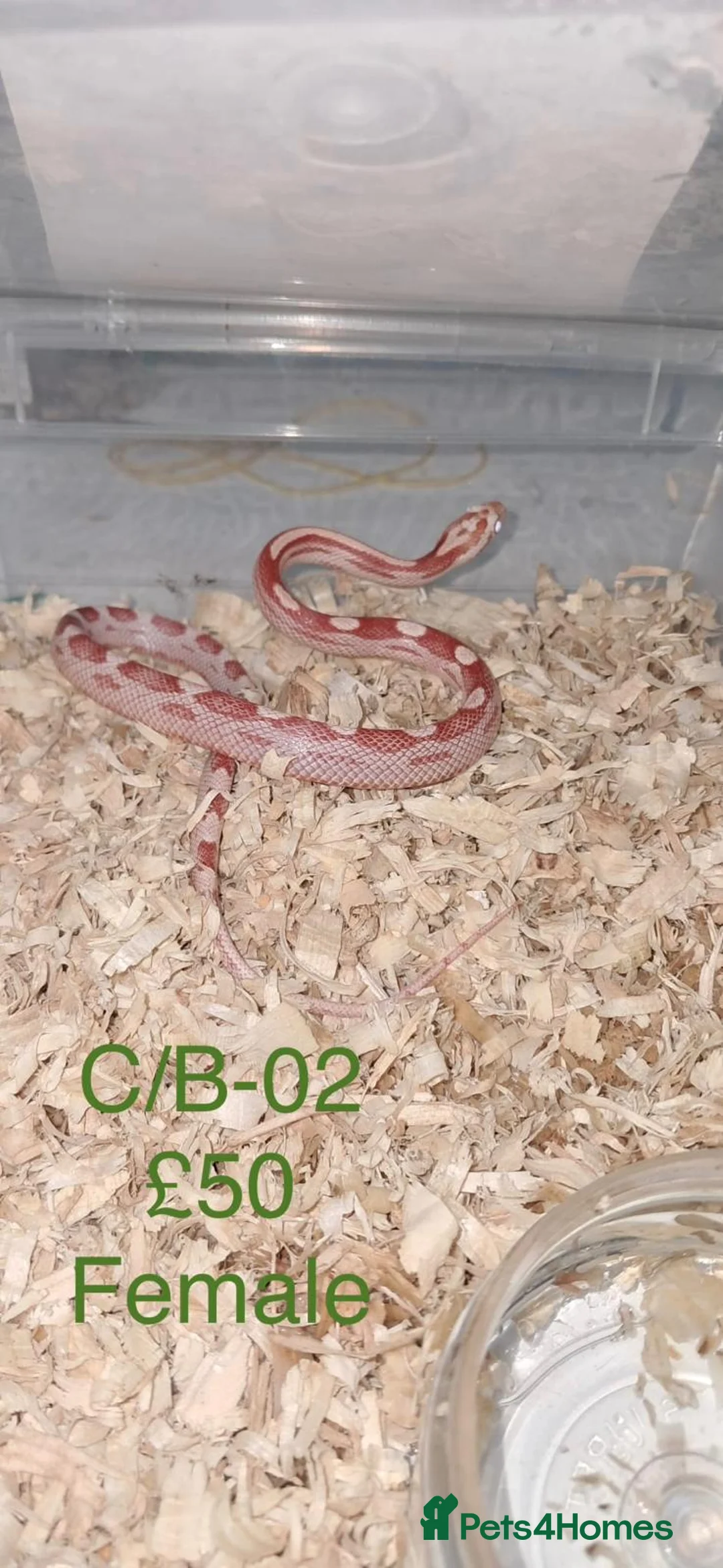 Corn Snake reptiles for sale: Baby corn snakes  - Advert 2