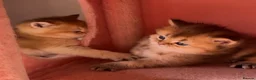 British Longhair cats for sale:  Golden shaded teddybear look british longhair  - Advert 4