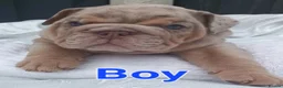 English Bulldog dogs for sale: Adorable English Bulldog Puppies in Plymouth - Advert 1