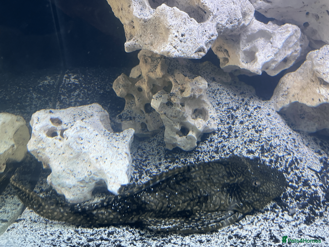 Plecos fish for sale: place - Advert 2