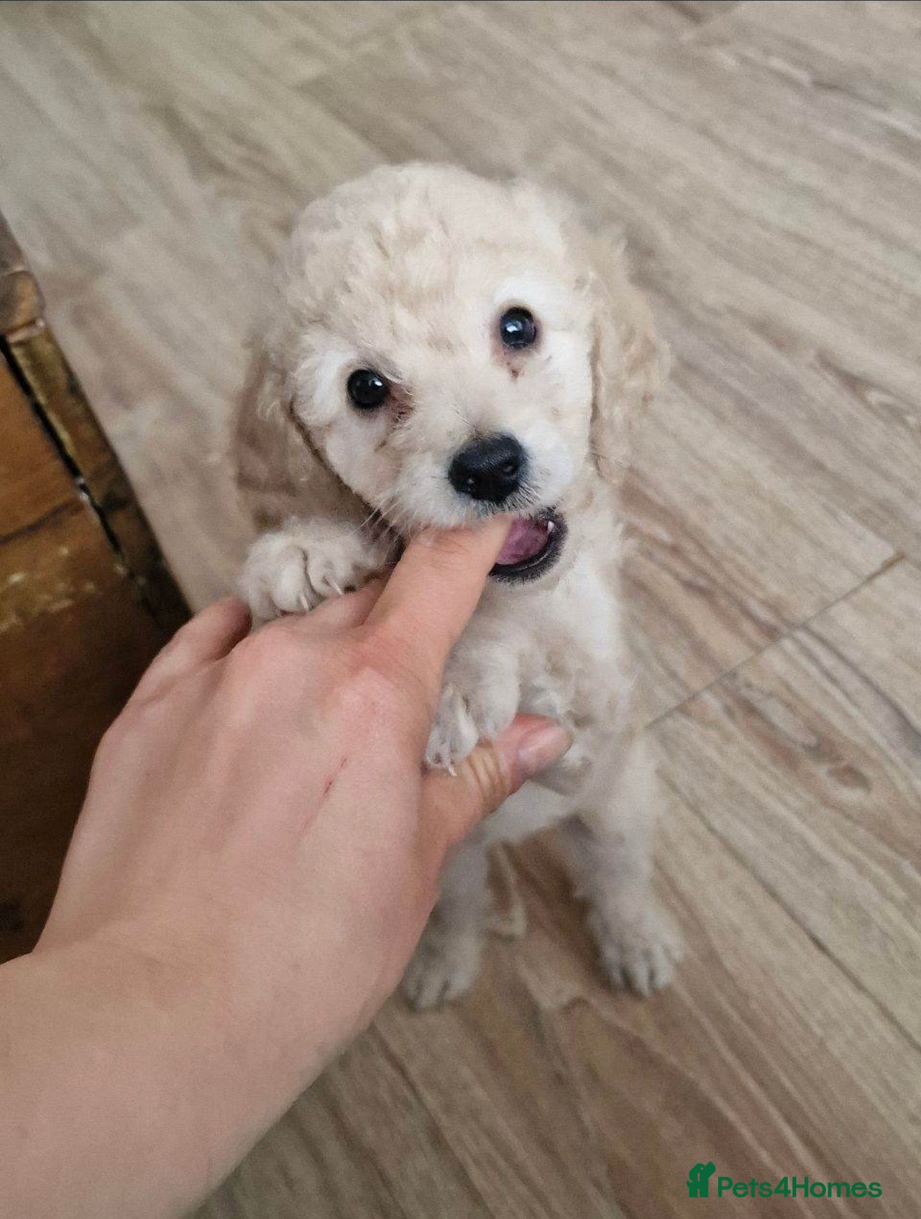 Cockapoo dogs for sale: Beautiful Toy Poodle x Cockapoo Girl - 9 Weeks Old - Advert 4
