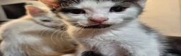 Mixed Breed cats for sale: 5 Gorgeous kittens for sale in Bedford - Advert 8