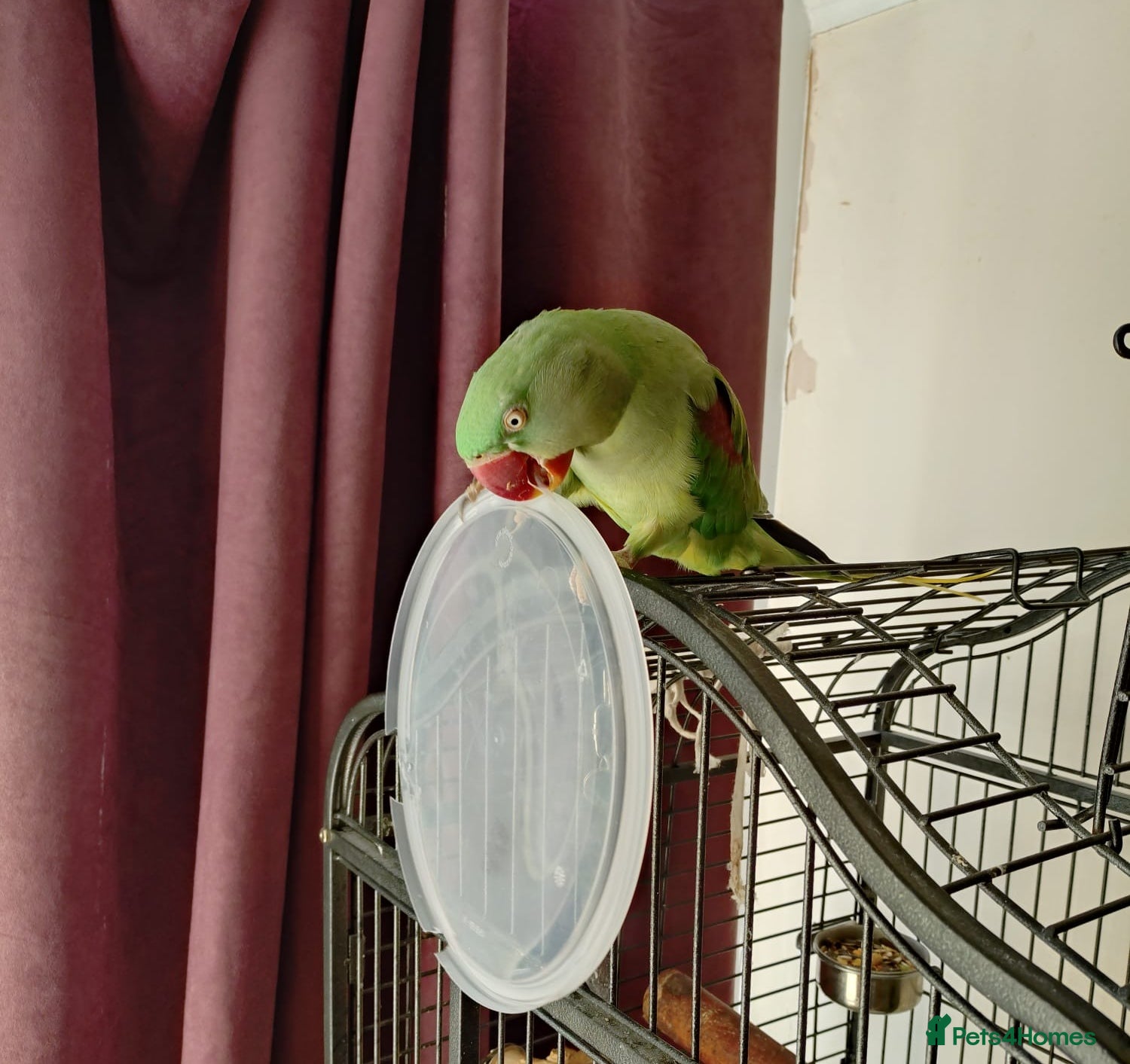 Parakeets birds Peggy  - Advert 17