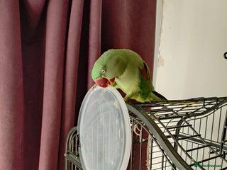 Parakeets birds Peggy - Advert 1