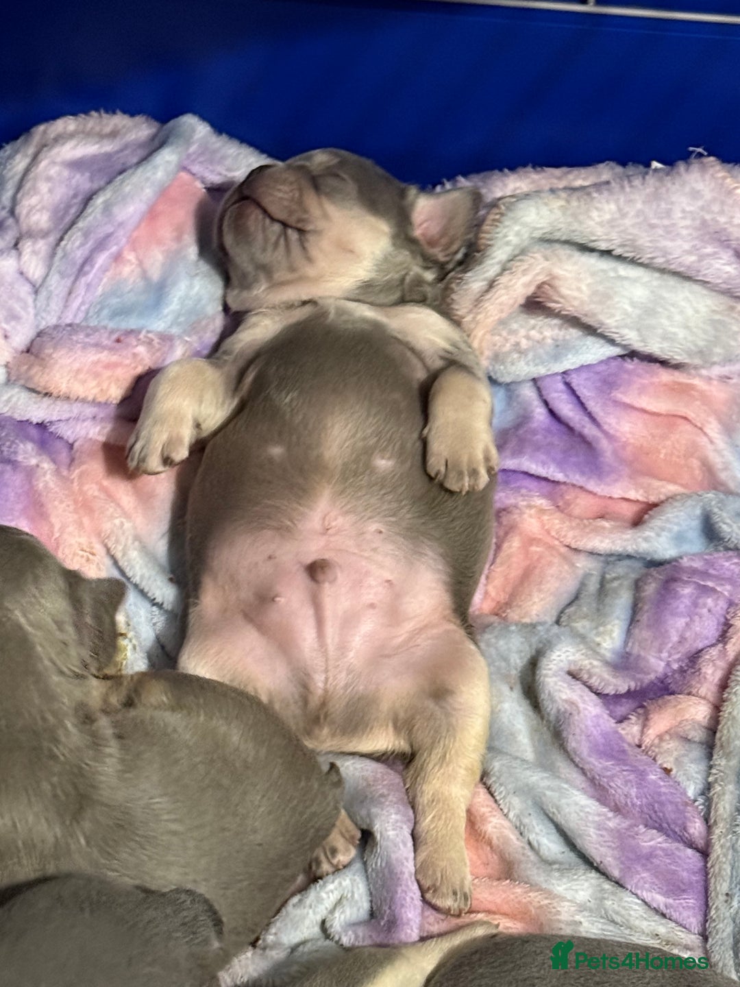 French Bulldog dogs for stud: Outstanding Stud Rocco 🦍💙 - Image 3