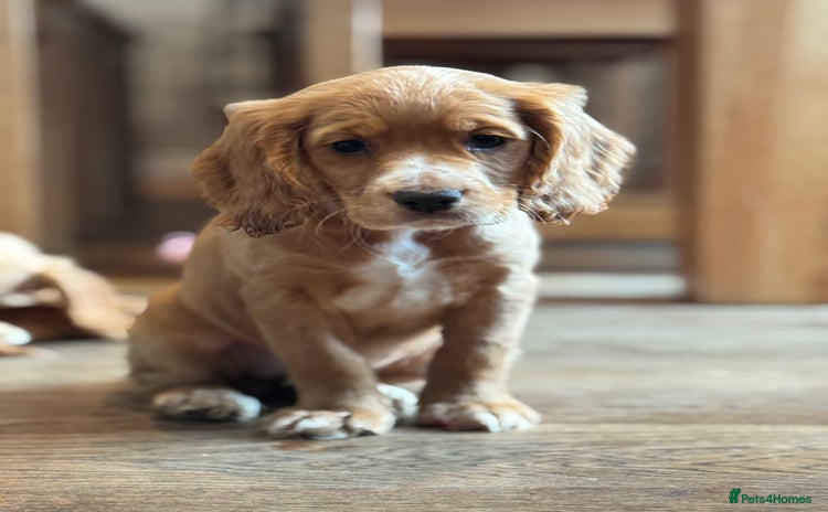 Cocker Spaniel dogs - Advert 5