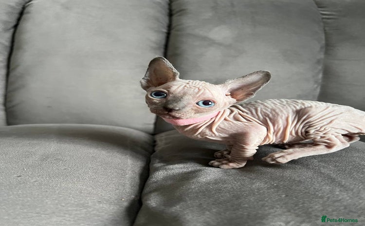 Sphynx cats - Advert 10