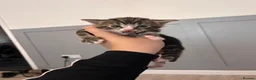 Mixed Breed cats for sale: Kittens for sale  - Advert 4