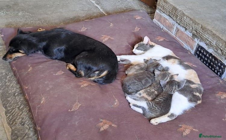 Mixed Breed cats - Advert 1