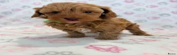 Maltipoo dogs for sale: BEAUTIFUL LICENSED-BRED MALTIPOOS READY SOON 💖 - Advert 9