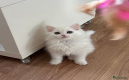 British Shorthair cats for sale: Gorgeous British Longhair & Shorthair Kittens - Image 5