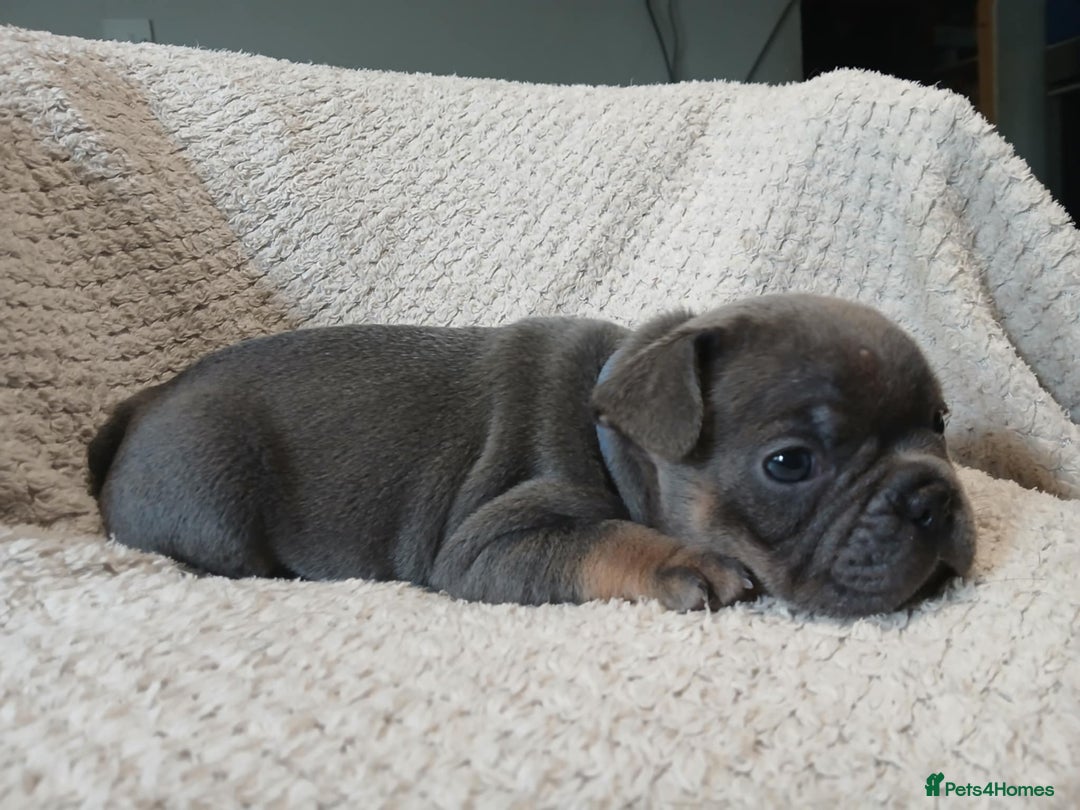 French Bulldog dogs for sale: French bulldogs for sale  - Image 7