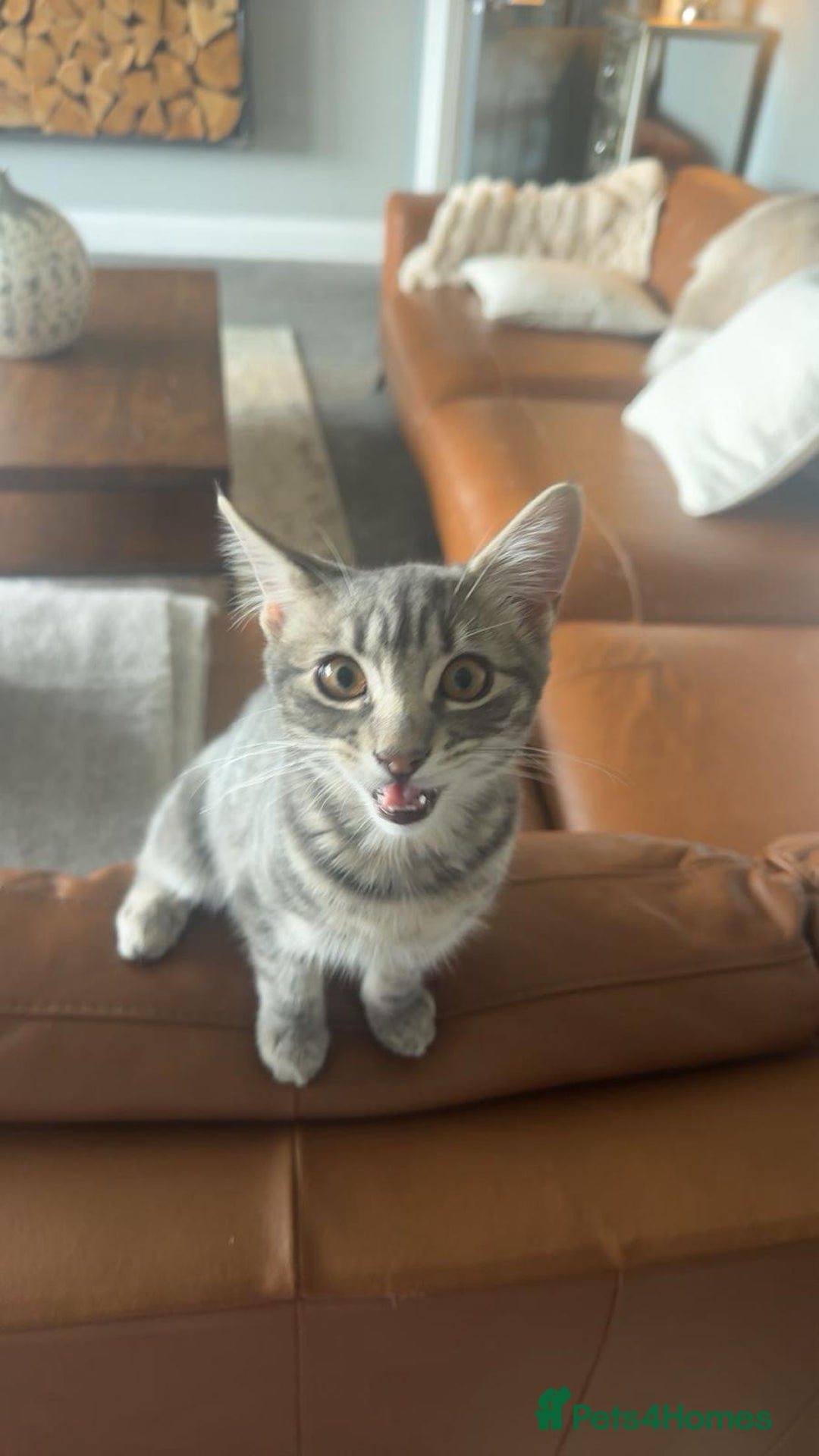 Mixed Breed cats for sale: Male cat free to good home - Advert 5