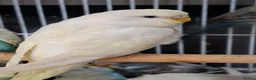 Budgerigars birds for sale: Budgies for sale Birmingham  - Advert 9