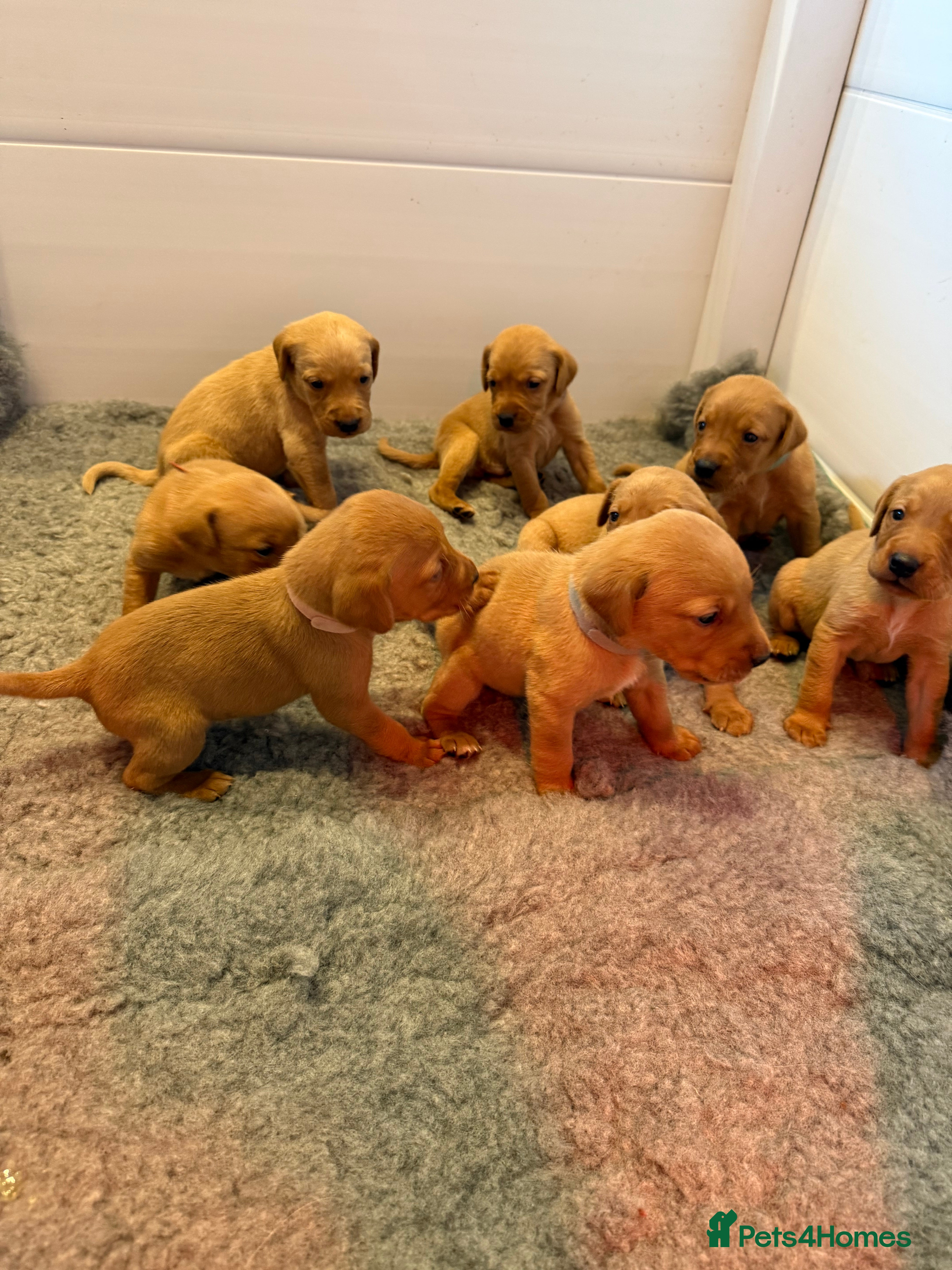 Labrador Retriever dogs Stunning fox red Labrador pups - Advert 16