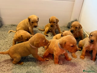 Labrador Retriever dogs Stunning fox red Labrador pups - Advert 16