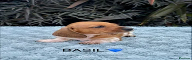 BASIL
