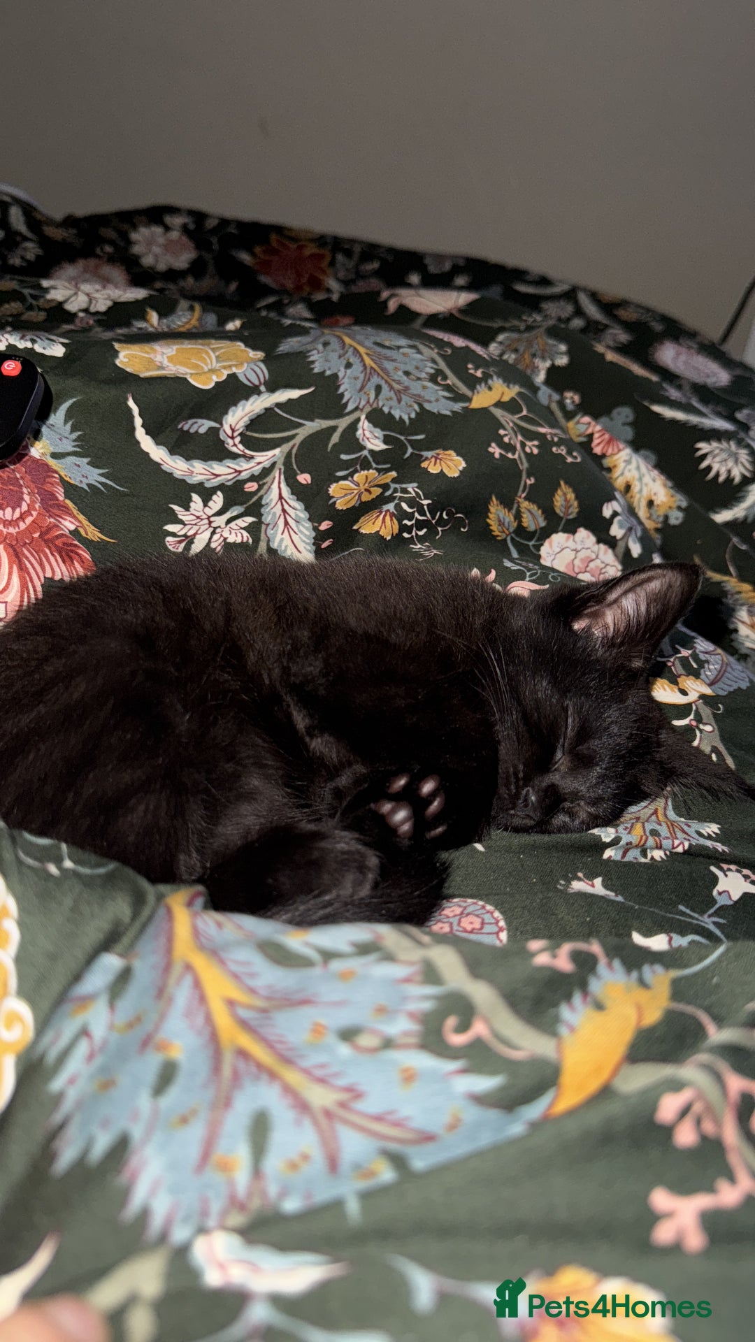 Mixed Breed cats for sale: Beautiful kitten for sale - Advert 2