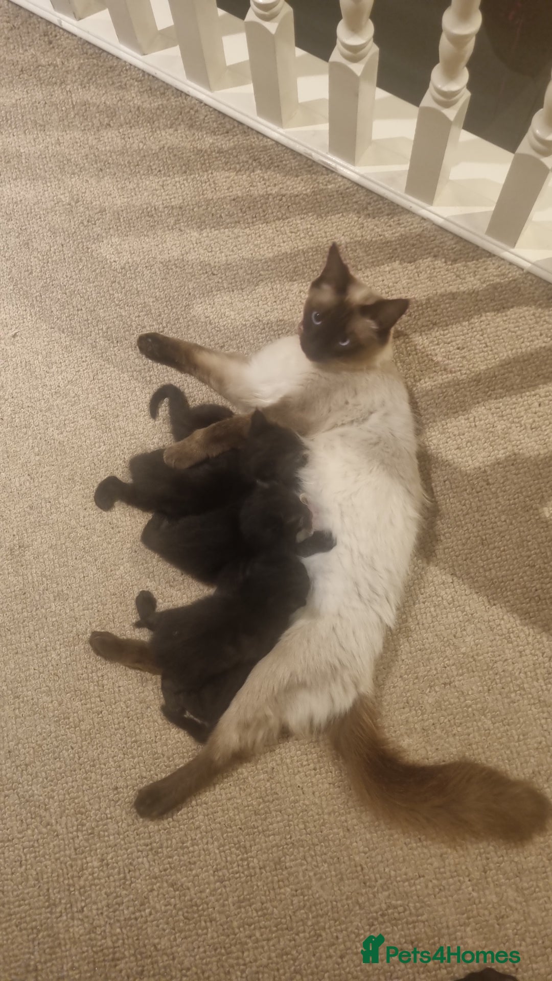 Ragdoll cats for sale: Gorgeous Ragdoll cross kittens  - Image 10