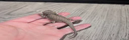 Bearded Dragon reptiles for sale: Baby bearded dragons  - Advert 9