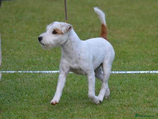 Parson Russell dogs Kc Reg Champion bred Pups - Advert 1