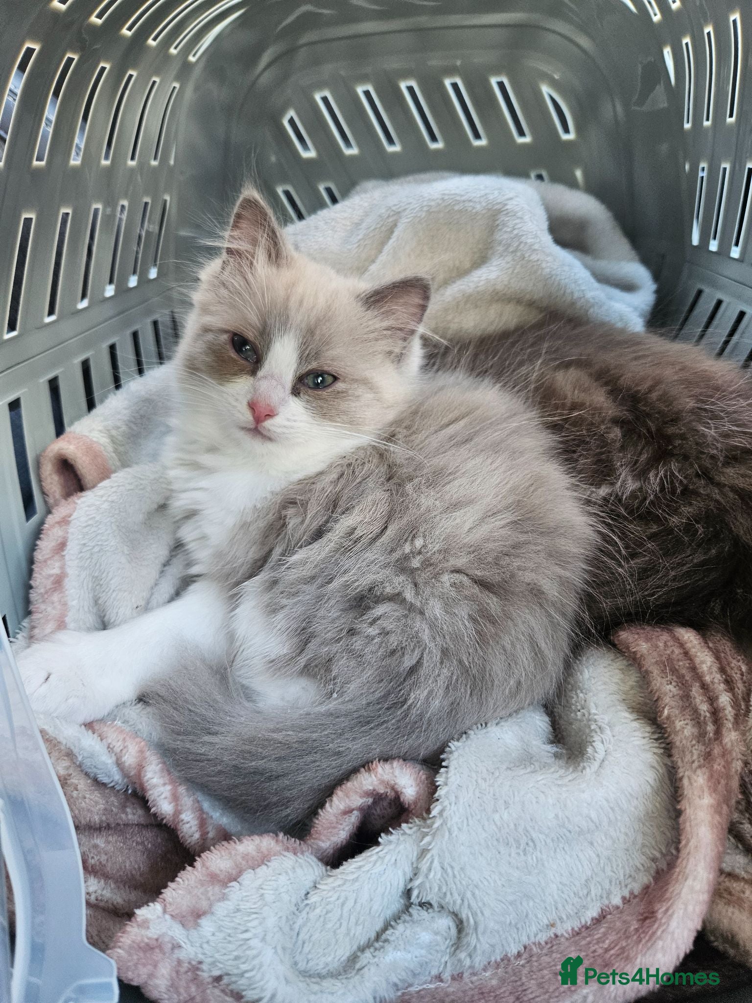 Ragdoll cats Last bicolour ragdoll - Advert 14