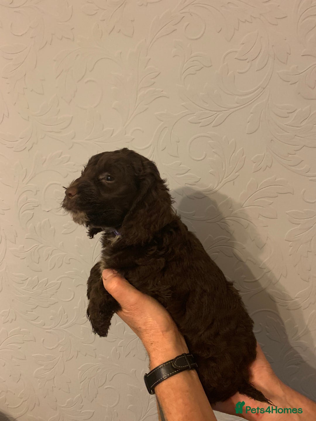 Cockapoo dogs for sale: FABULOUS LITTER OF COCKAPOO PUPPY’S - Advert 9