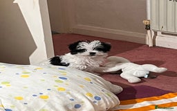 Morkie dogs for sale: Adorable Morkie Girl Puppy! - Image 2