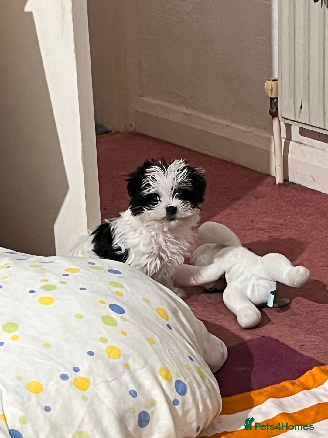 Morkie dogs for sale: Adorable Morkie Girl Puppy! - Image 2
