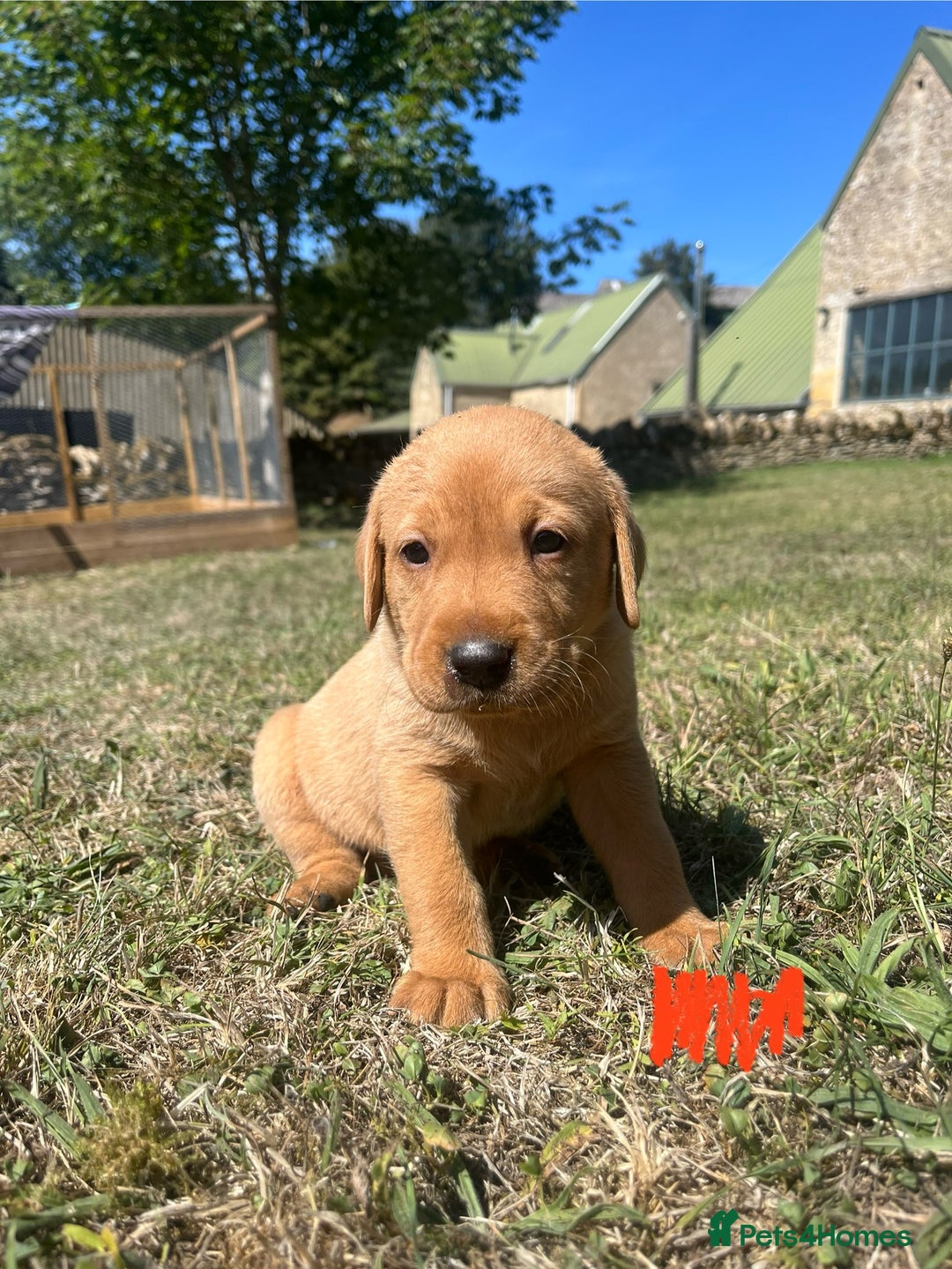 Labrador Retriever dogs for sale: Fox Red Labrador puppies  - Image 5