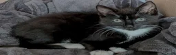 Mixed Breed cats for adoption: SAFFRON - Advert 1