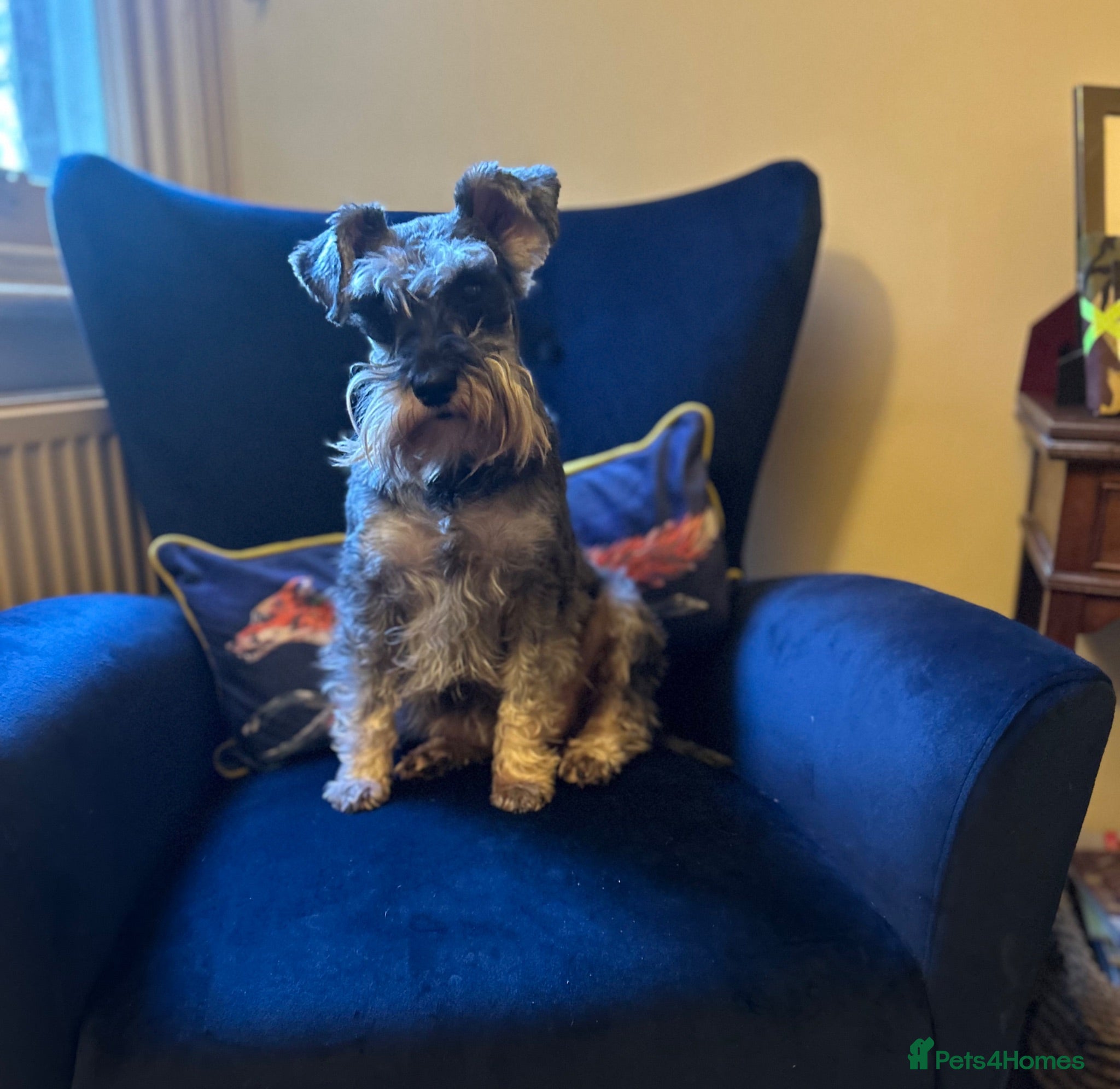 Schnoodle dogs Fancy a canoodle with a Schnoodle?! 😉 - Advert 2