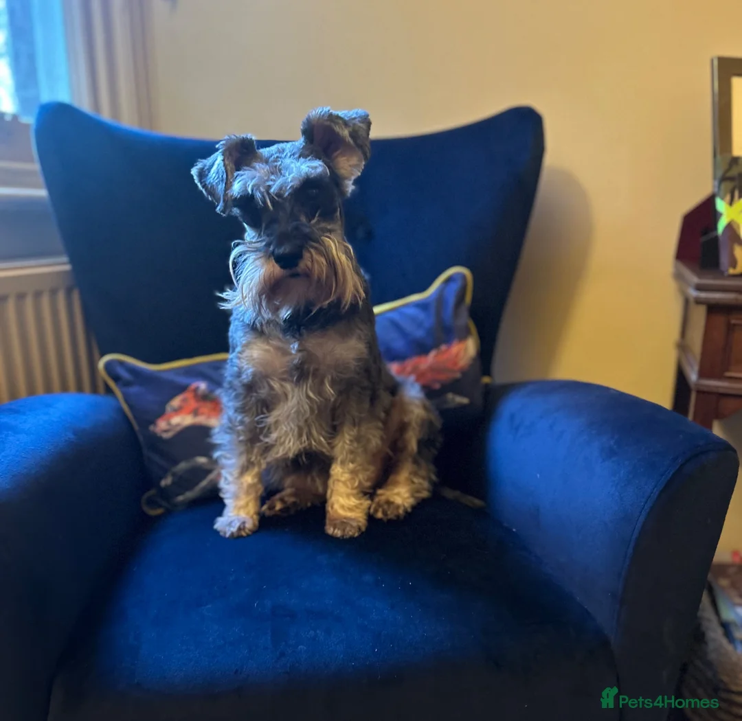 Schnoodle dogs for sale: Fancy a canoodle with a Schnoodle?! 😉 in Canterbury - Advert 2