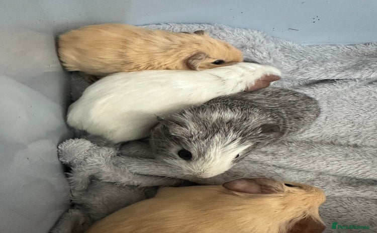 Guinea Pig rodents - Advert 3