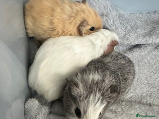 Guinea Pig rodents - Advert 31