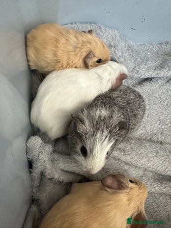 Guinea Pig rodents - Advert 36