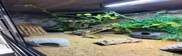 Leopard Gecko reptiles for sale: Leopard gecko and full set up  in Leicester - Advert 8