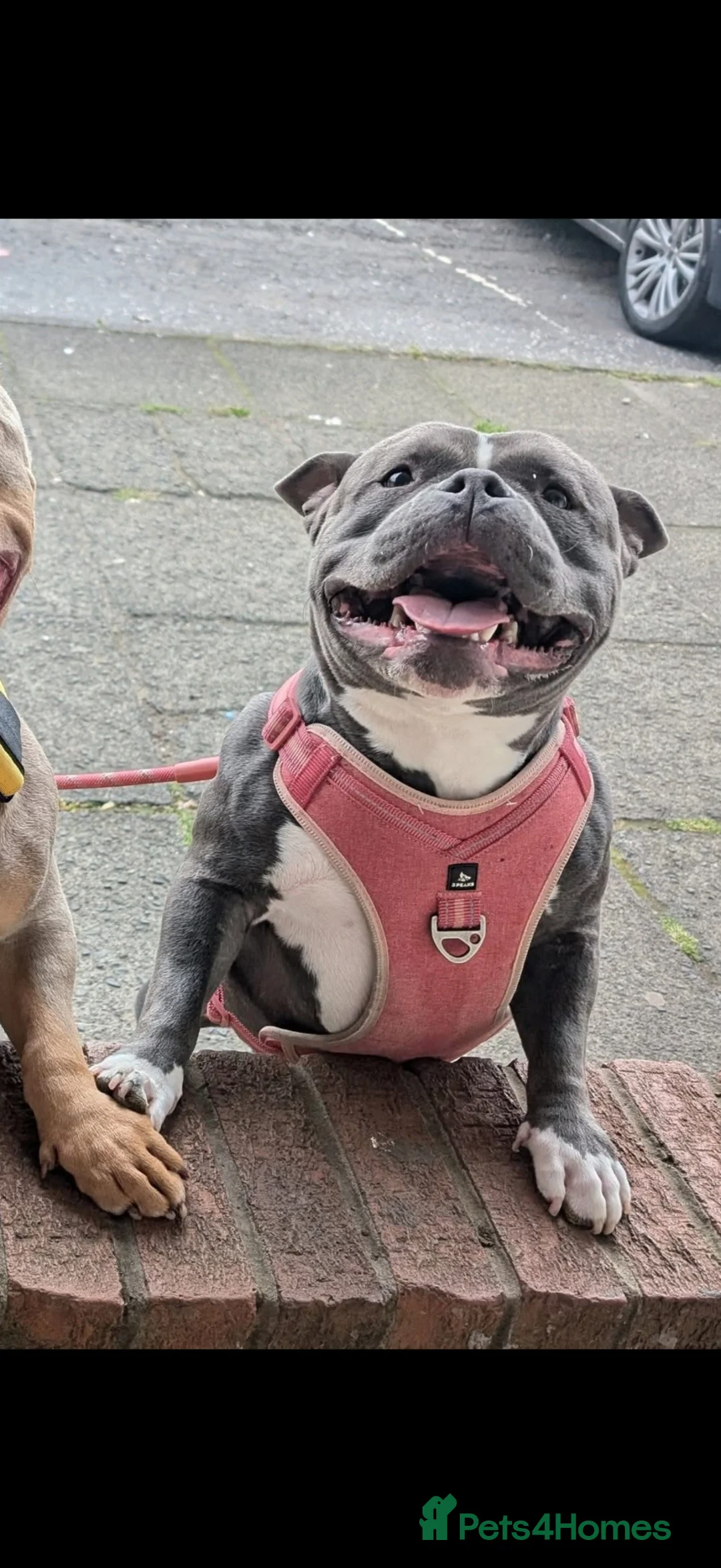 American Bully dogs for sale: Kora “Pocket Bully” in Kilmarnock - Advert 1